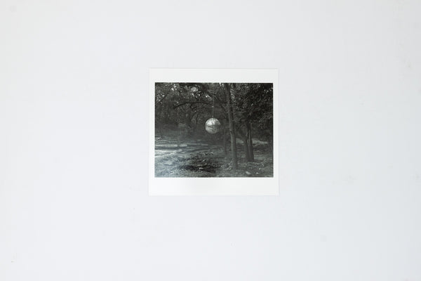 Gathered Leaves - Alec Soth